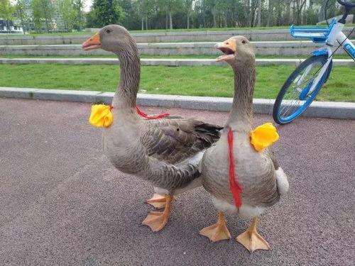 网红大鹅 美丽的标价,美丽标价背后的故事