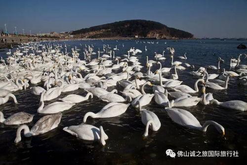 网红大鹅 美丽的标价,美丽标价背后的故事